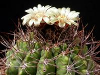 Thumbnail of 1813_Gymnocalycium spec._20160605_02(1).JPG